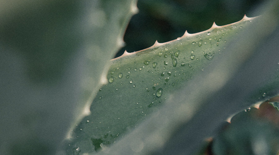 Ein Geschenk der Natur: Hautpflege mit Aloe Vera