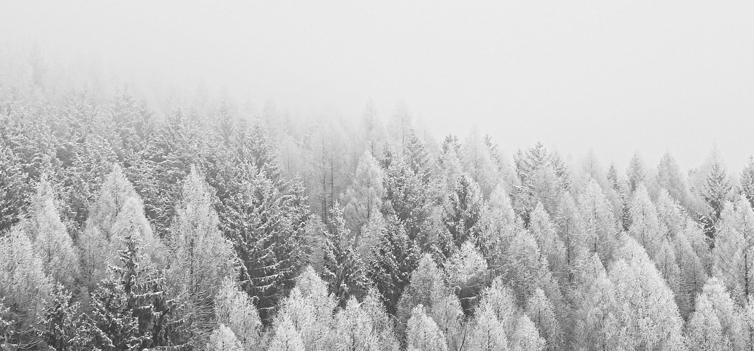 Weihnachtsgrüße aus dem JUNGLÜCK-Team