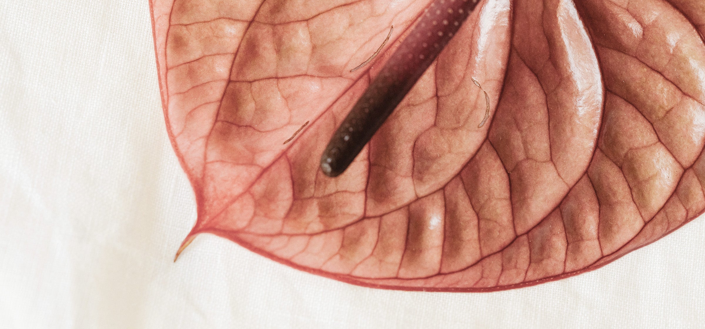 Wenn die Haut blüht – Rosacea: Behandlung, Pflege und Tipps